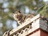 猫---大觉寺