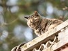 猫---大觉寺