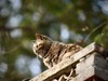 猫---大觉寺
