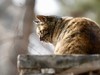猫---大觉寺