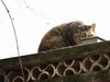 猫---大觉寺