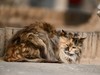 猫---大觉寺
