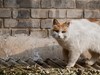 猫---大觉寺