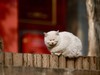 猫---大觉寺