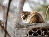 猫---大觉寺