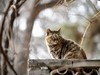 猫---大觉寺