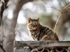 猫---大觉寺
