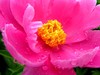 芍药绽红绡