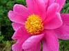 芍药绽红绡