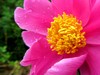 芍药绽红绡