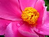 芍药绽红绡