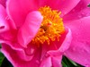 芍药绽红绡