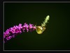蝶与花