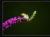 蝶与花