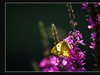蝶与花