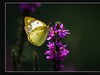 蝶与花