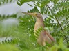 黄苇鳽