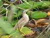 黄苇鳽