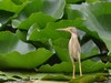 黄苇鳽