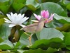 黄苇鳽