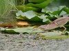 黄苇鳽