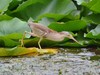 黄苇鳽