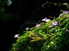 牵牛花