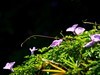 牵牛花