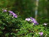 牵牛花