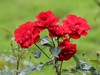 公园里的花