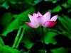 政通人和富由起，芙蓉仙子游徐州。