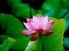 政通人和富由起，芙蓉仙子游徐州。