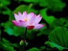 政通人和富由起，芙蓉仙子游徐州。
