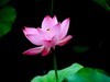 政通人和富由起，芙蓉仙子游徐州。