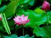 政通人和富由起，芙蓉仙子游徐州。