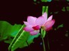 政通人和富由起，芙蓉仙子游徐州。