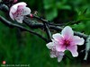 桃花（二）