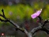 桃花（二）