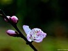 桃花（二）