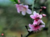 桃花（二）