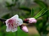桃花（二）