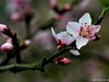 桃花（二）