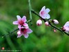 桃花（二）