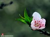 桃花（二）