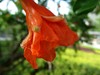 五月，石榴花开。