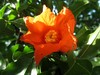 五月，石榴花开。