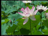M580:荷花池