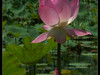 M580:荷花池