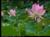 M580:荷花池