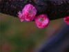 梅花2.